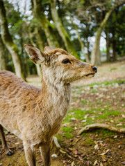 photo of deer from nara park