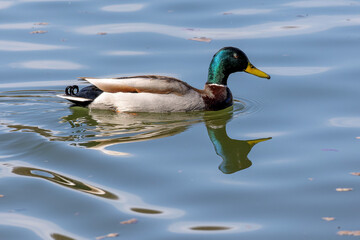 Wild duck or mallard, Anas platyrhynchos swimming in a lake in Munich, Germany