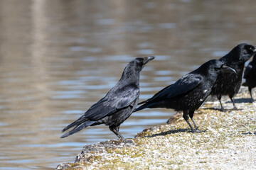 The Common Raven, Corvus corax at Kleinhesseloher Lake in Munich, Germany