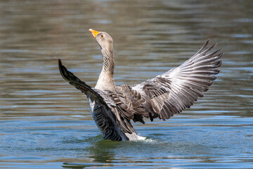 The greylag goose spreading its wings on water. Anser anser is a species of large goose - obrazy, fototapety, plakaty