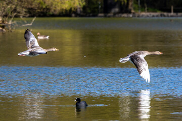 The flying greylag goose, Anser anser is a species of large goose