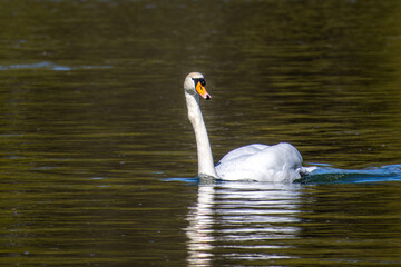 Fototapeta premium Mute swan, Cygnus olor swimming on a lake in Munich, Germany