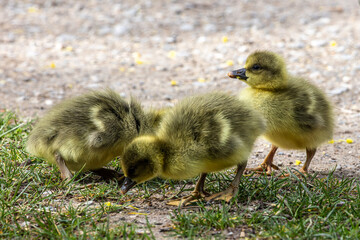 Beautiful yellow fluffy greylag goose baby gosling in spring, Anser anser