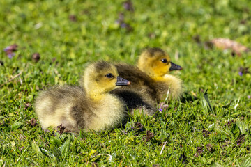 Beautiful yellow fluffy greylag goose baby gosling in spring, Anser anser