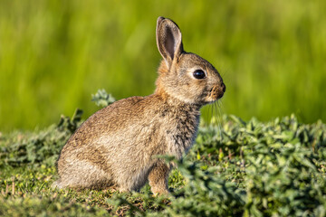 Naklejka na ściany i meble European rabbit, Common rabbit, Oryctolagus cuniculus sitting on a meadow at Munich