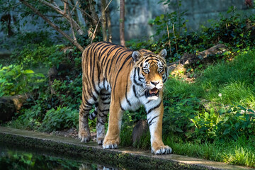 The Siberian tiger,Panthera tigris altaica in a park