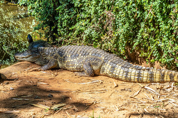 Broad-snouted caiman, Caiman latirostris in Iguazu National park, Foz do Iguacu, Parana State,...