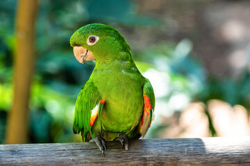 White-eyed Parakeet, Psittacara leucophthalmus in Iguazu National park, Foz do Iguacu, Brazil