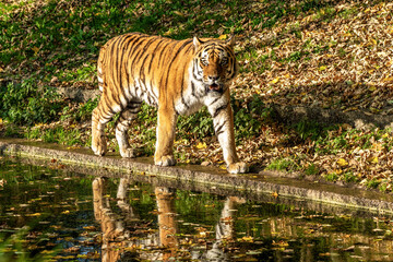 The Siberian tiger,Panthera tigris altaica in the zoo