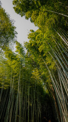 bamboo forest in spring in japan