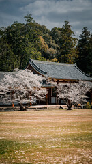 blooming sakura in temple in japan in spring