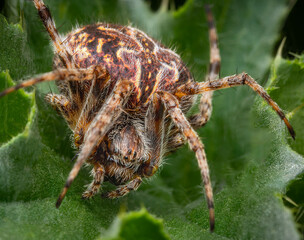 Macrophotography of a Cross orbweaver spider (Araneus diadematus) on a green leaf. Extremely close-up portrait and details.