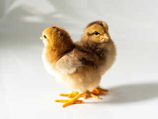 Two small brown chickens on white with space for text. Adorable little chick for design decorative theme. Newborn poultry brown chicken beak on light background. Easter, farm concept. Selective focus.