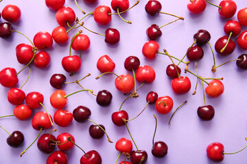 Many sweet cherries on lilac background