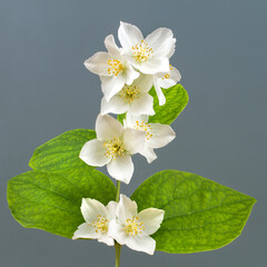 Jasmine branch with flowers and leaves. Jasmine flowers on a gray background.