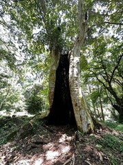 selva junto al rio en xico veracruz mexico