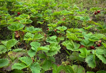 Strawberry bushes, green leaves, sustainable nature, farming, eco life concept