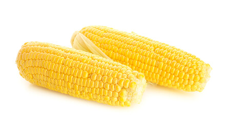 Fresh corn cobs on white background