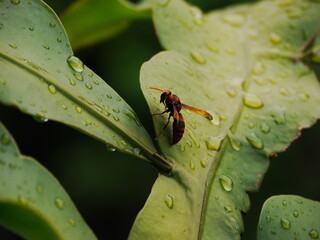 Murder Hornet.
