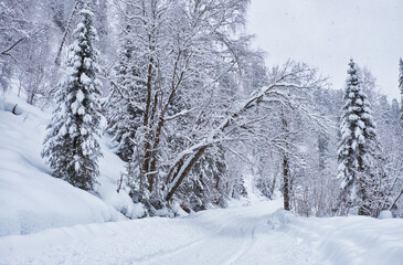 Winter forest road under heavy snow on the bank of Teletskoe lake. Iogach, Siberia, Russia