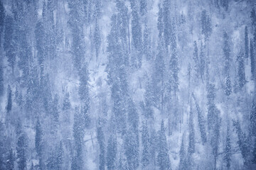 Winter taiga forest under heavy snow on the bank of Teletskoe lake. Iogach, Altai