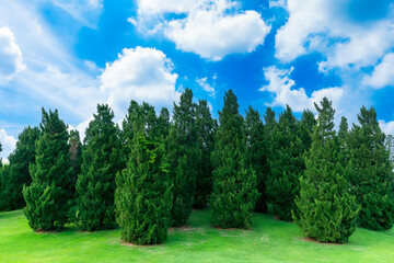Fototapeta na wymiar Beautiful pine trees on high mountains on a blue sky full of fluffy clouds summer nature background