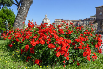 Fototapeta na wymiar Roses rouges le long de la Via dei fori imperiali à Rome