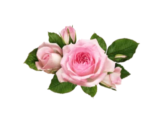 Tuinposter Pink rose flowers in a floral arrangement isolated on white or transparent background © Ortis