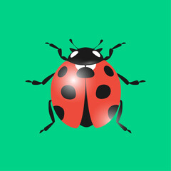 Ladybug cartoon icon. Vector illustration isolated on green background.