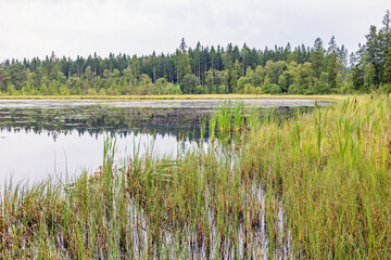 Swamp at a forest lake with water plants
