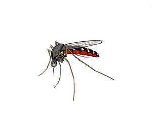 mosquito isolated on white background