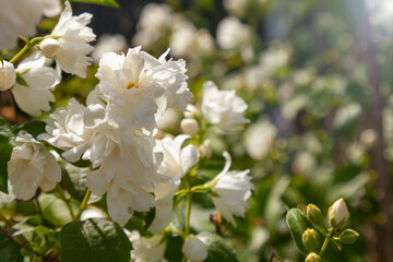 Blooming jasmine bush in the rays of the bright sun