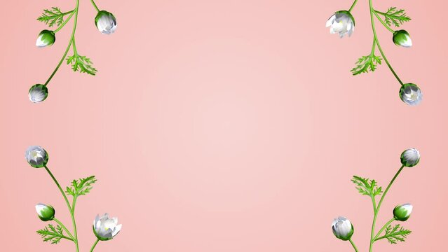 The Margaret flower frame animation, growth and blooming motion graphics - Pink color background
