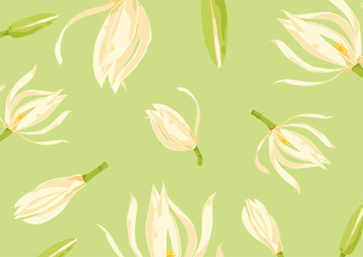 White champaca background, magnolia x alba, green, yellow, white, champak