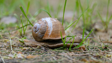 Little snail crawling on the ground through green grass, macro photography
