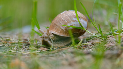 Little snail crawling on the ground through green grass, macro photography