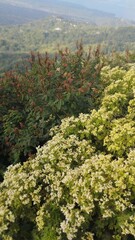 Bali Island, 27 June 2023 : Flowering bush with green leaves on the background of the mountains, Indonesia.
