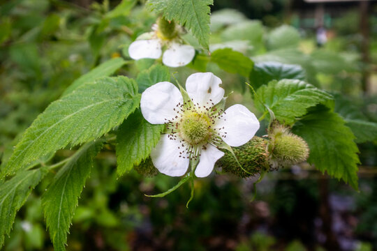 Gorgeous Close-up of a Blooming Rubus Rosifolius Flower. The Delicate White Petals Stand Out Against the Green Leaves