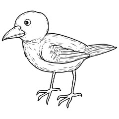 bird sketch vector illustration