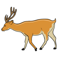 deer illustration