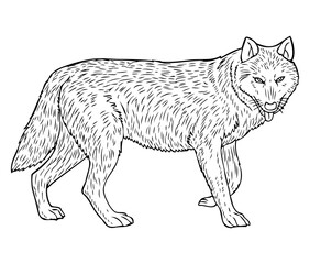 wolf sketch illustration