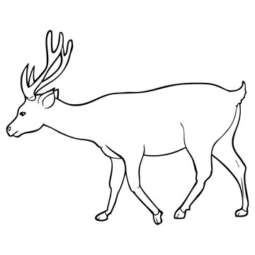 deer sketch vector illustration