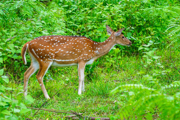 Naklejka na ściany i meble Chital or spotted deer grazing in a wild life sanctuary