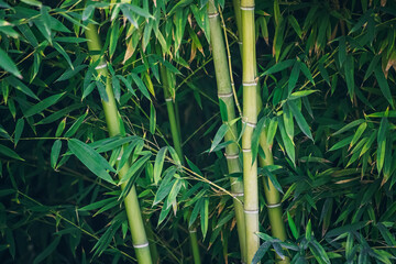 Bamboo grove with a stockade of trunks and a rich green color of leaves as a background or texture