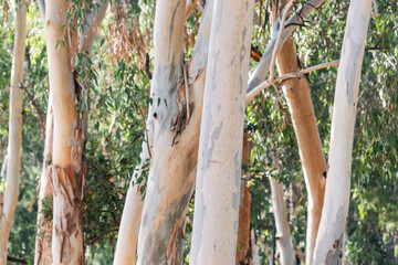 eucalyptus tree as natural background and texture