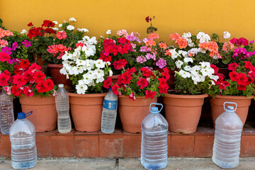Fototapeta na wymiar Pots with flowers of different colors and plastic water bottles.