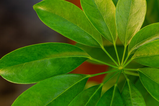 Schefflera arboricola. Detail of the palmate and compound leaves of the cheflera plant or dwarf umbrella tree.