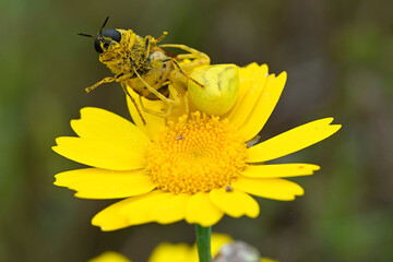 Gehöckerte Krabbenspinne // Yellow Crab Spider (Thomisus onustus) - Pinios Delta, Greece