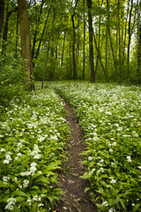 Forest covered with flowering white bear garlic, Allium ursinum, during the spring months. The white flowers give the forest a supernatural quality