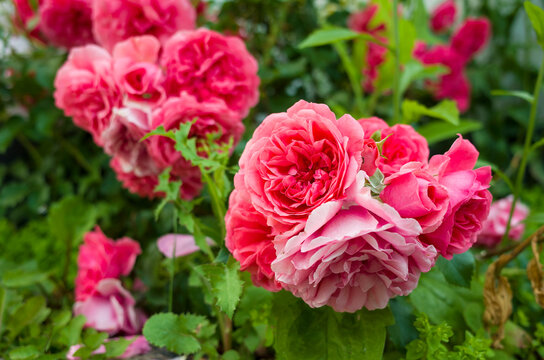 Bouquet of blooming pink roses on a bush with green leaves, garden flowers photo with soft focus